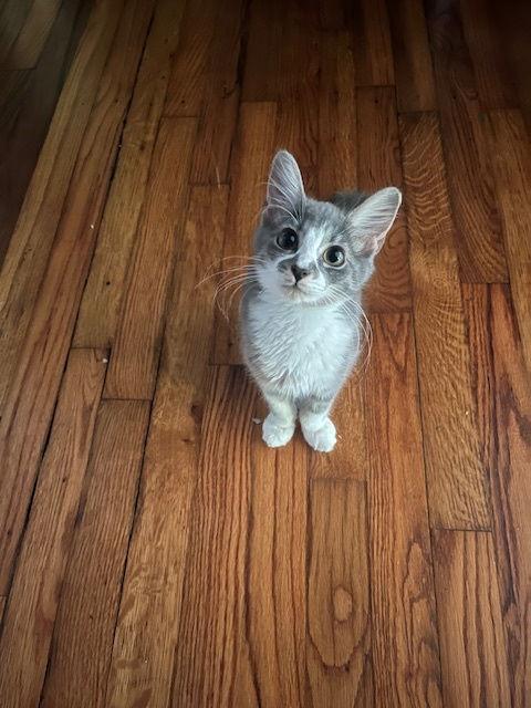 Anastasia, Adopted, Young Female Domestic Medium Hair.