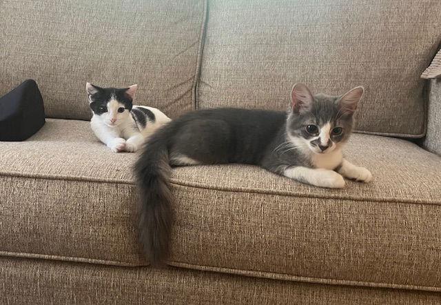 Enlarge Anastasia, a Adopted Domestic Medium Hair in Stone Mountain, GA image 2/2