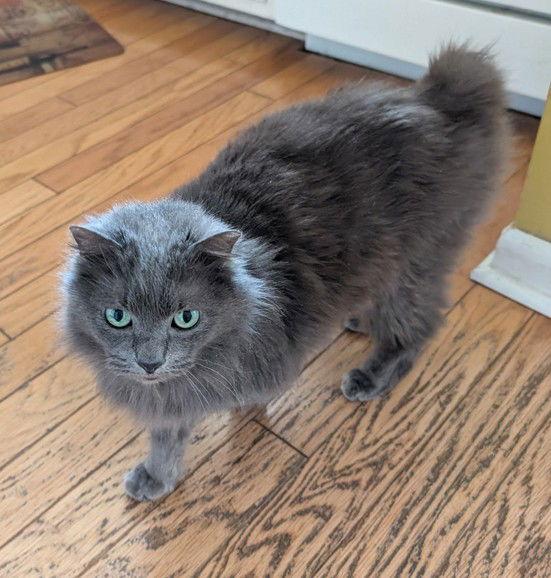 Patrick - MEET ME @ PETCO 4/4/26!, Adoptable, Adult Male Domestic Long Hair & American Bobtail.