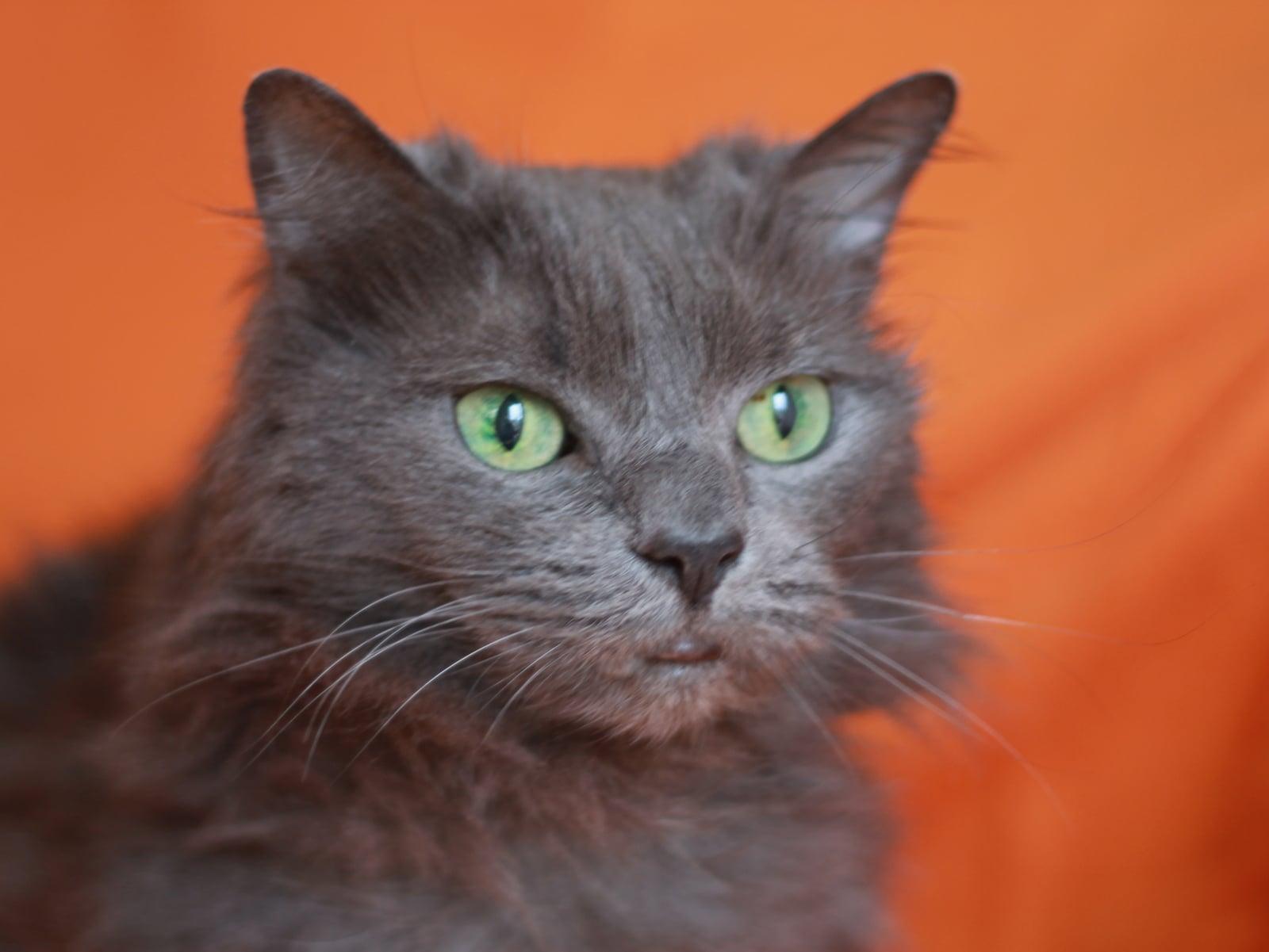 Enlarge Patrick - MEET ME @ PETCO 4/4/26!, a Adoptable mixed breed in Cookeville, TN image 2/3