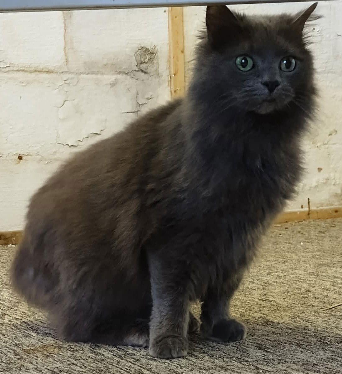 Enlarge Patrick - MEET ME @ PETCO 4/4/26!, a Adoptable mixed breed in Cookeville, TN image 3/3