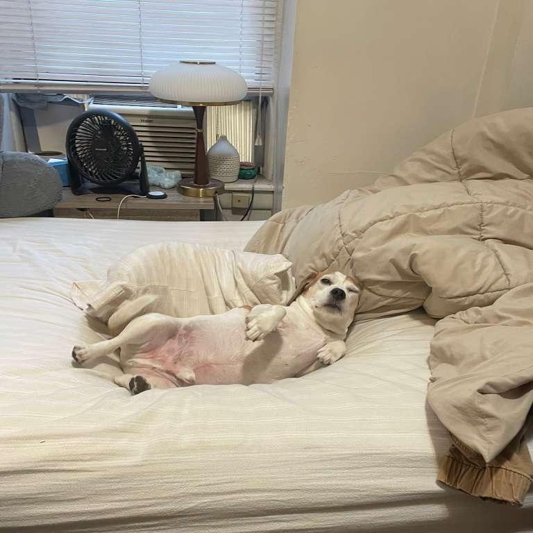 Kilo, a ADOPTABLE Beagle in New York, NY image 6/6