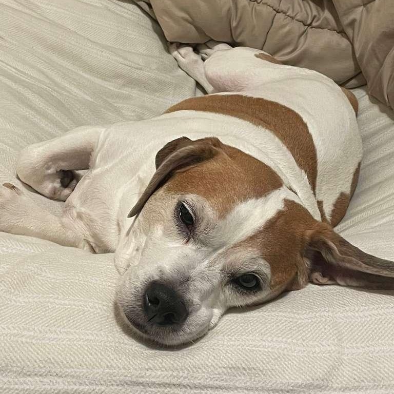Kilo, a ADOPTABLE Beagle in New York, NY image 2/6