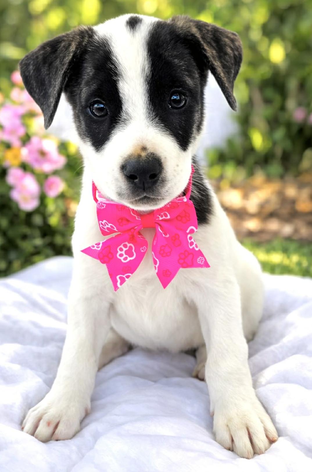 Francesca , a Adoptable mixed breed in Rossford, OH image 3/4