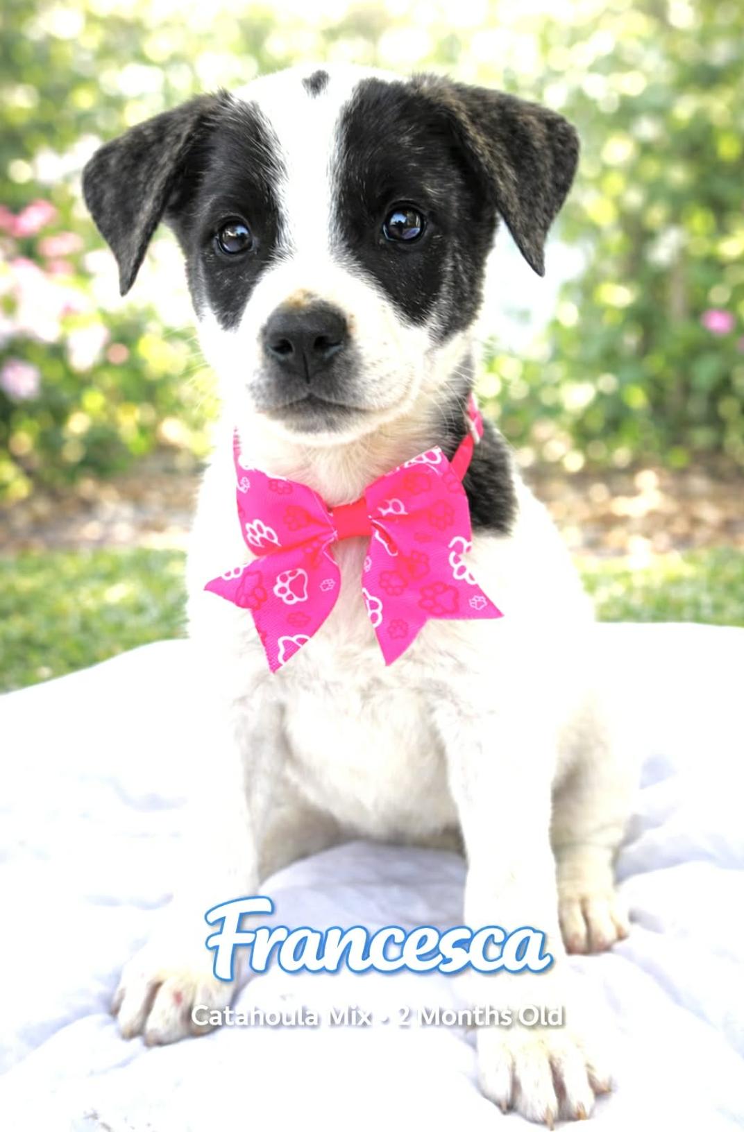 Francesca , a Adoptable mixed breed in Rossford, OH image 4/4