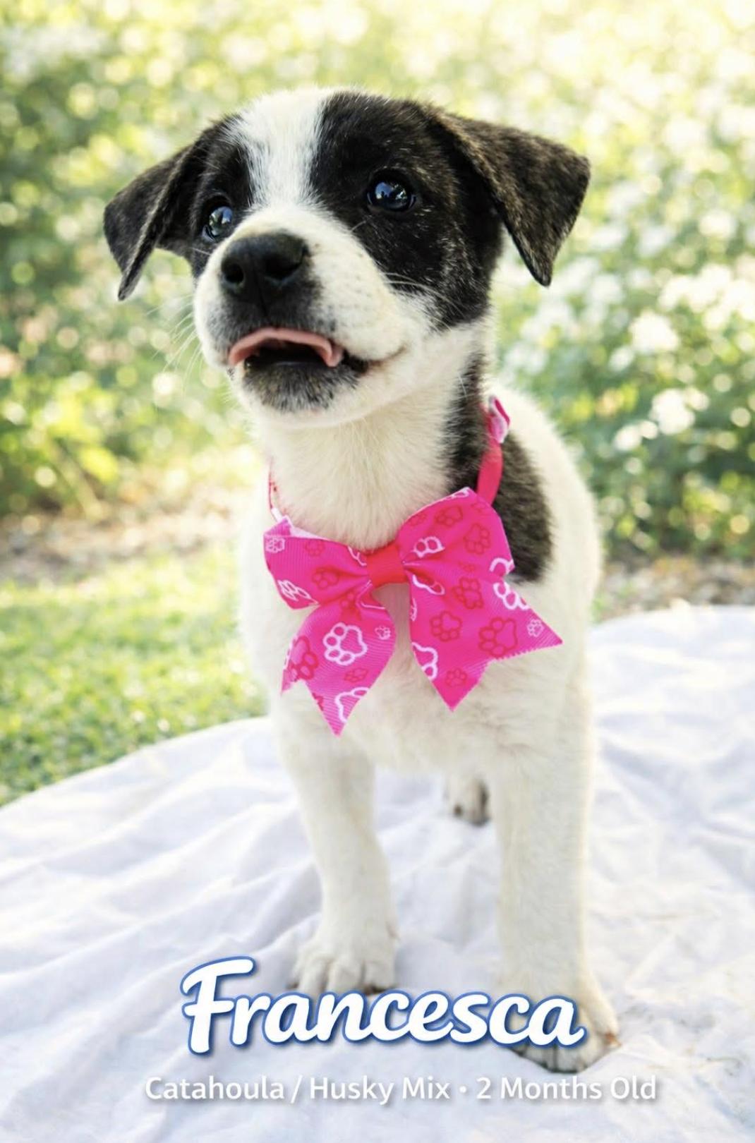 Francesca , a Adoptable mixed breed in Rossford, OH image 1/4