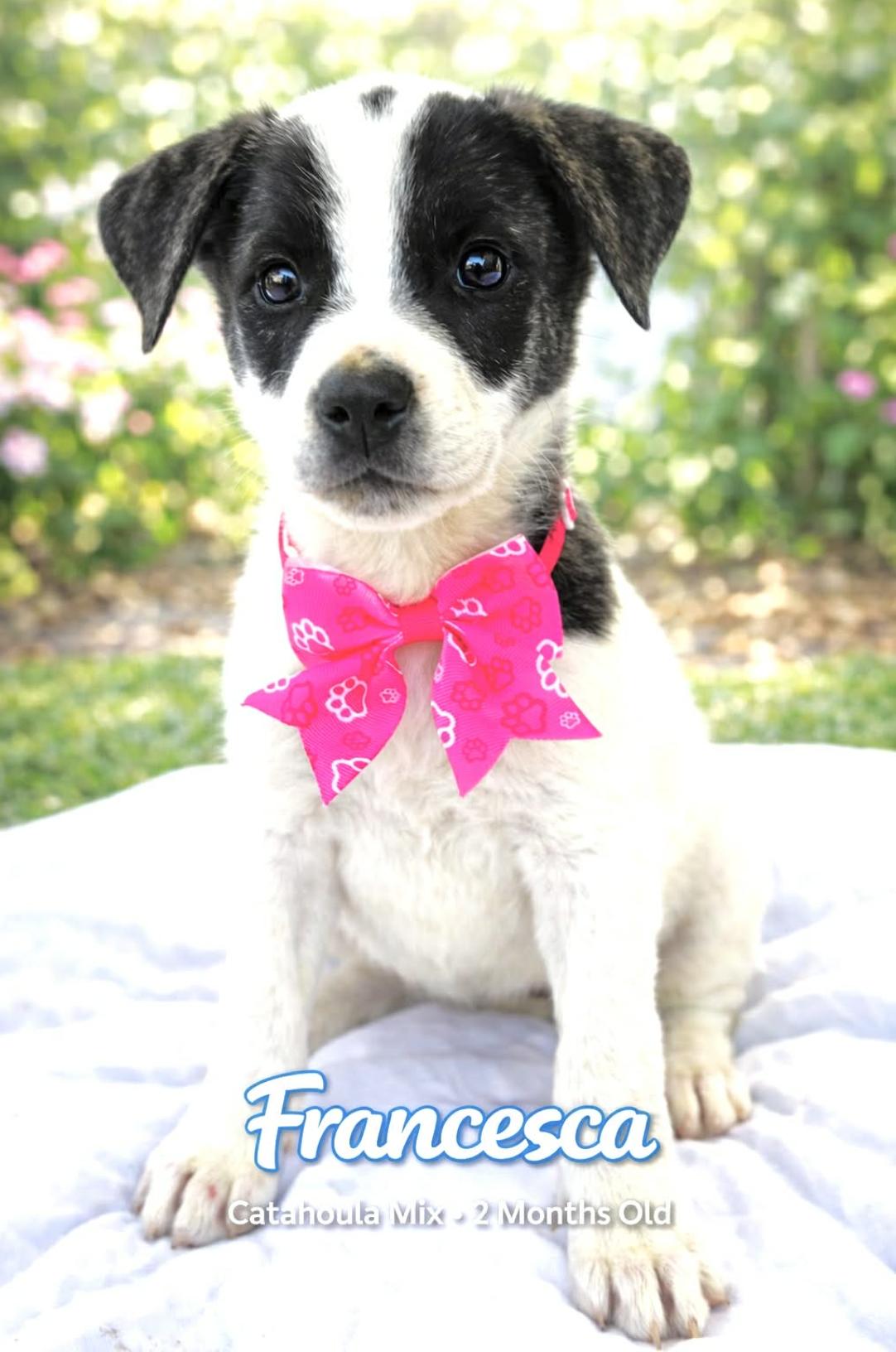 Francesca , a Adoptable mixed breed in Rossford, OH image 2/4