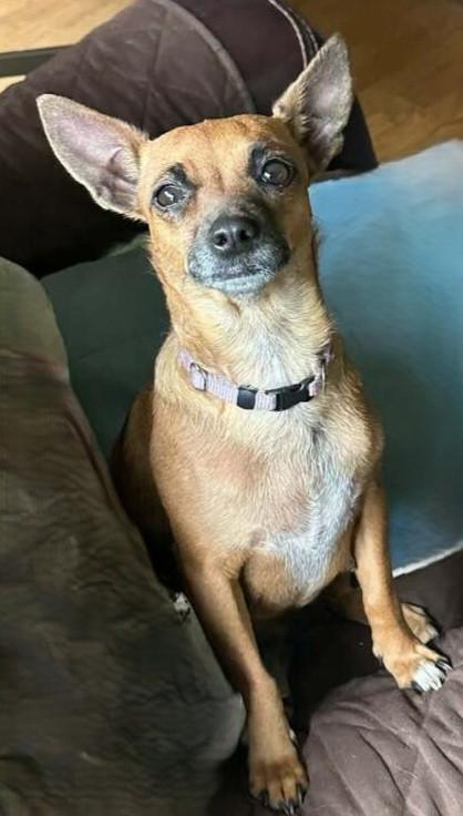 Enlarge Iris, a Adoptable Chihuahua in Menomonee Falls, WI image 3/3