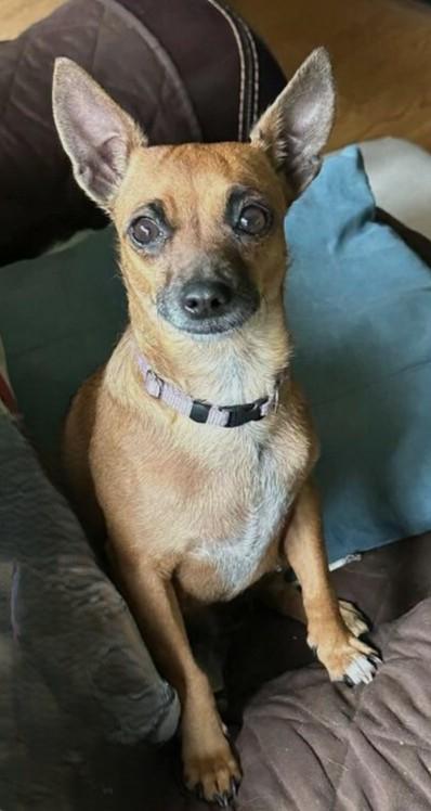 Enlarge Iris, a Adoptable Chihuahua in Menomonee Falls, WI image 1/3