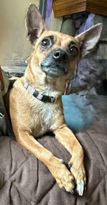 Enlarge Iris, a Adoptable Chihuahua in Menomonee Falls, WI image 2/3