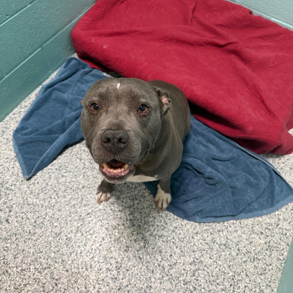 Cane — thumbnail 2