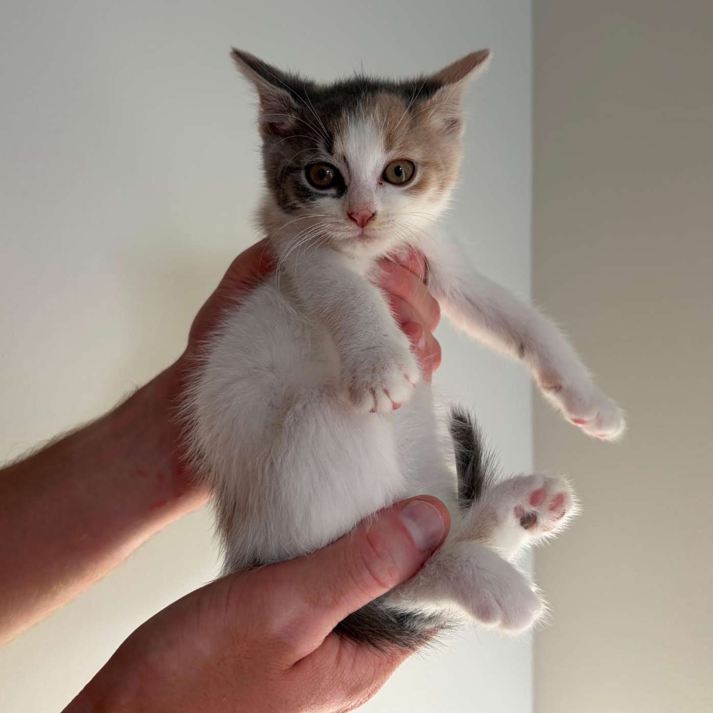 Bridges, adopted, Kitten Female Domestic Short Hair.