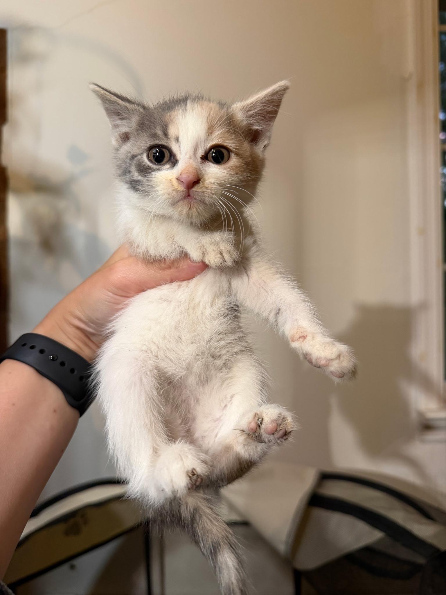 Bridges, an adopted Domestic Short Hair in Morristown, NJ image 5/5