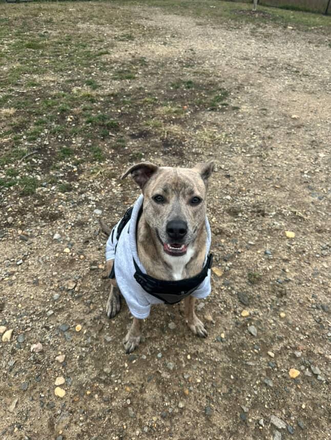 Nala, a Adoptable mixed breed in Buffalo, NY image 4/6