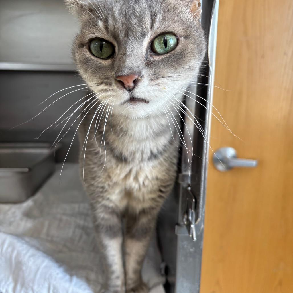 Penelope, Adoptable, Senior Female Domestic Short Hair.