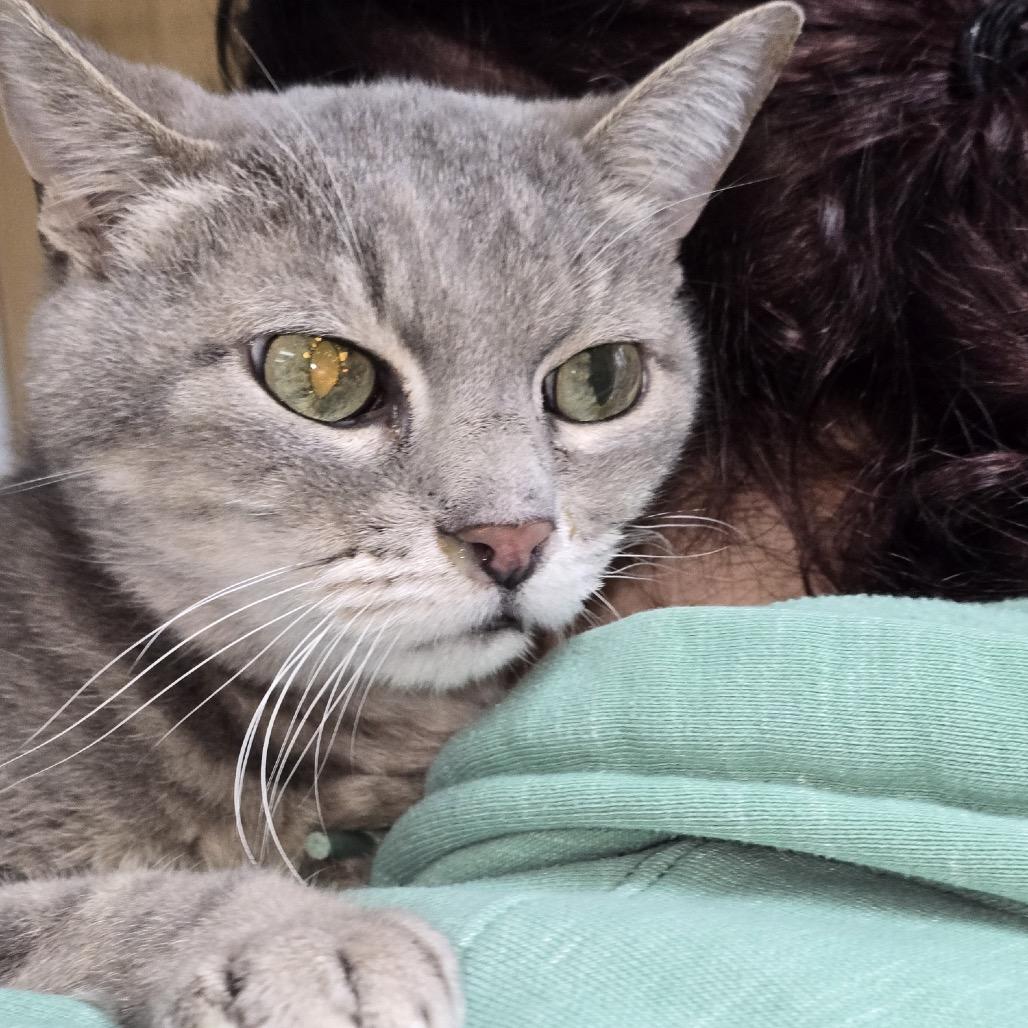 Penelope, a Adoptable Domestic Short Hair in Peoria, IL image 2/2