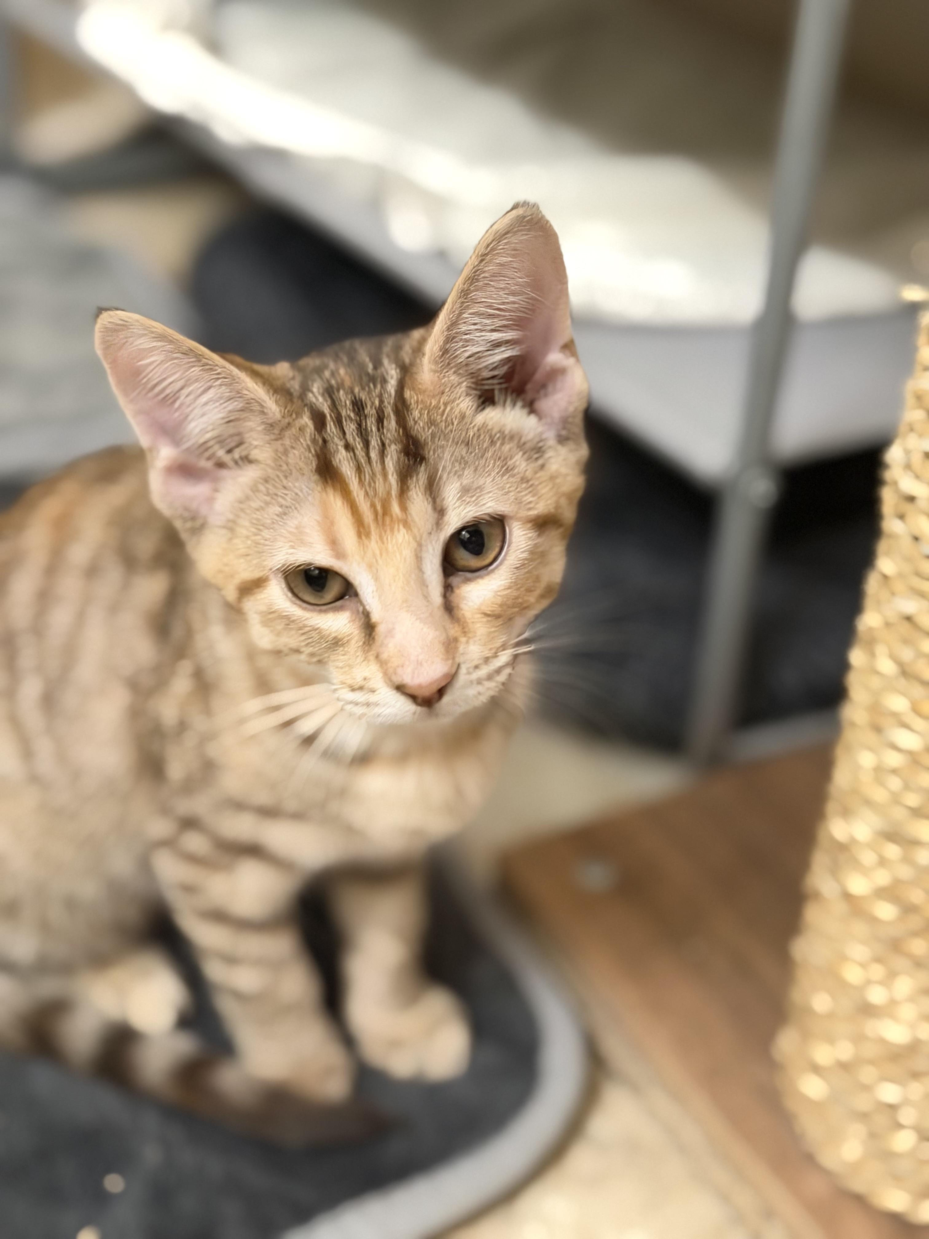Mochi, a ADOPTABLE Domestic Short Hair in Crossville, TN image 2/3