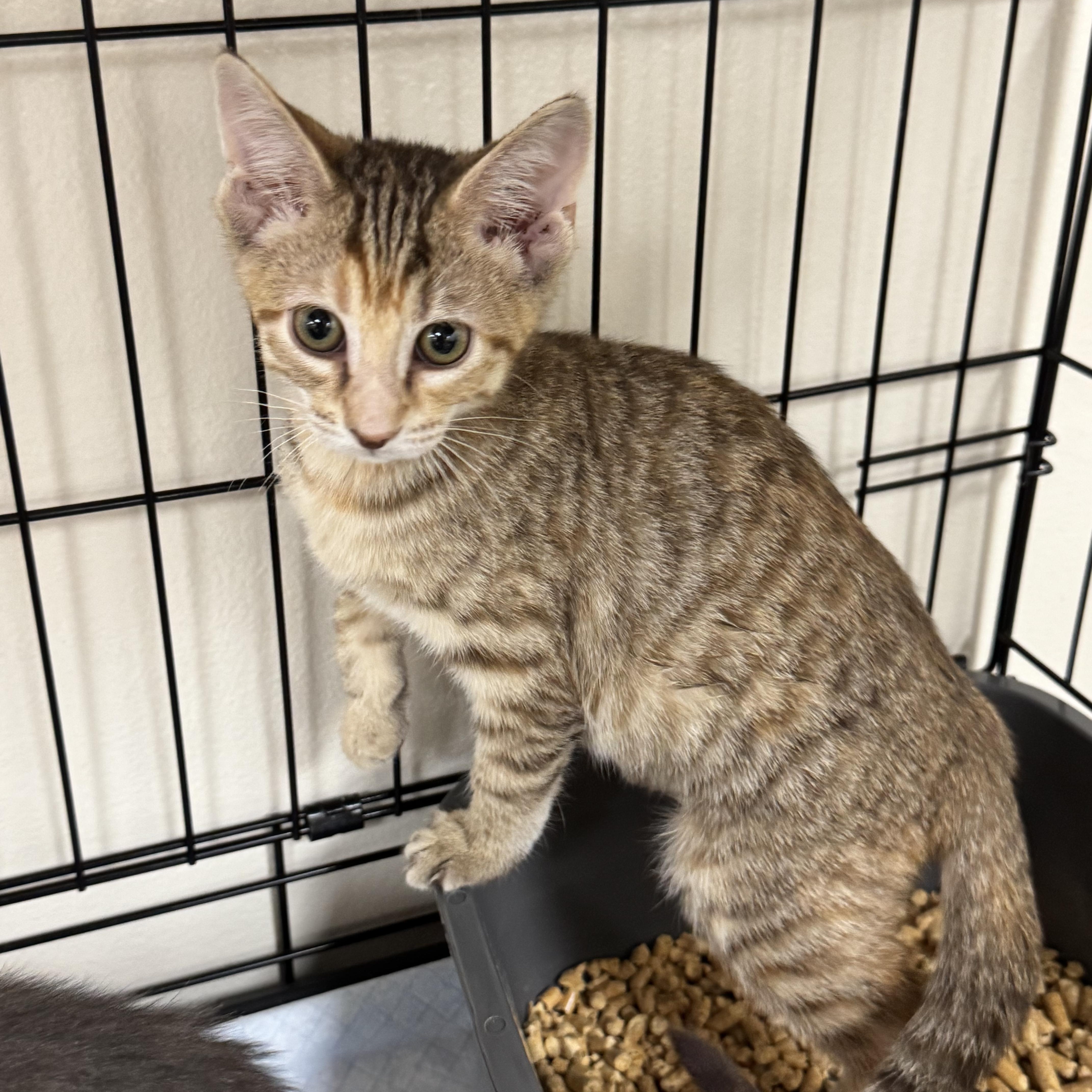 Mochi, a ADOPTABLE Domestic Short Hair in Crossville, TN image 3/3