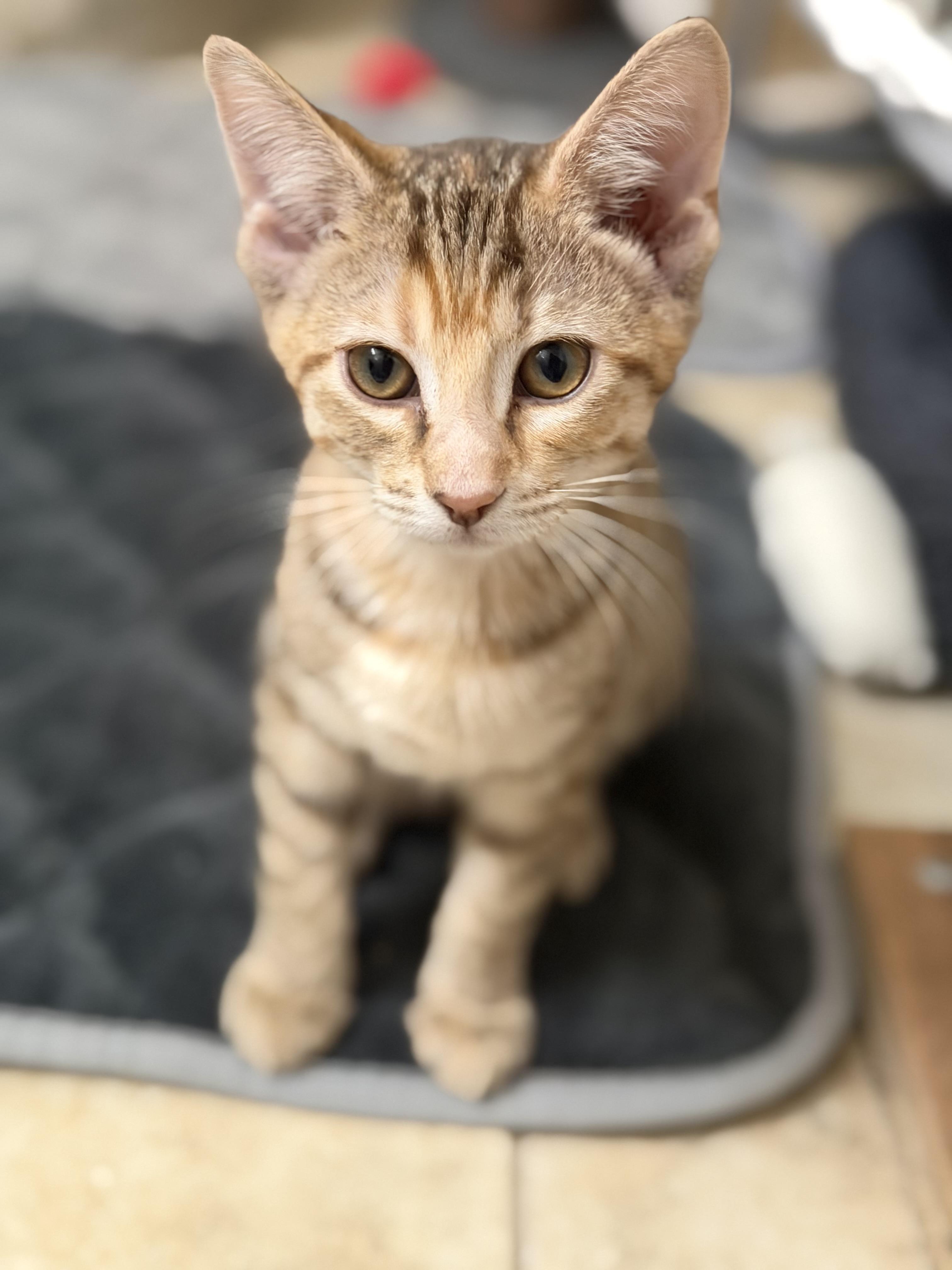 Mochi, a ADOPTABLE Domestic Short Hair in Crossville, TN image 1/3