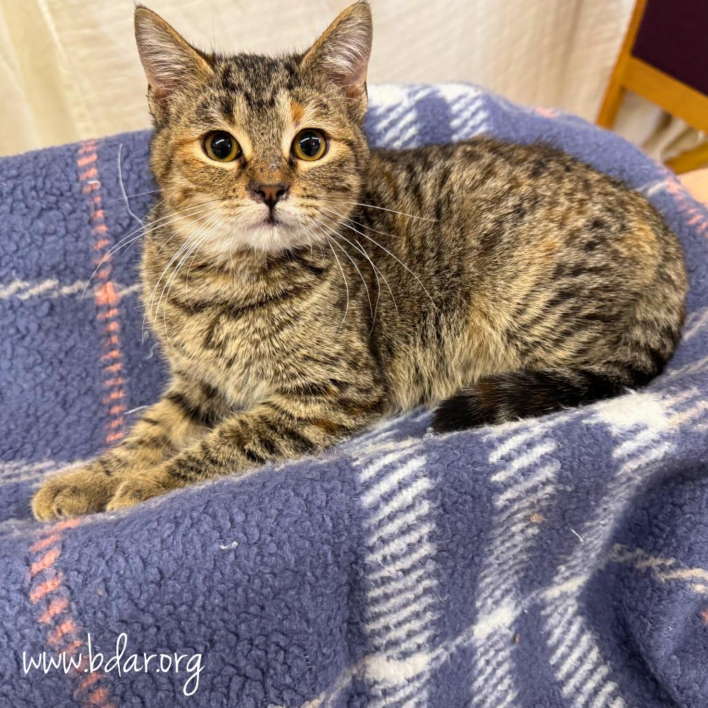 Enlarge Sarah, a Adoptable Domestic Short Hair in Cheyenne, WY image 1/2