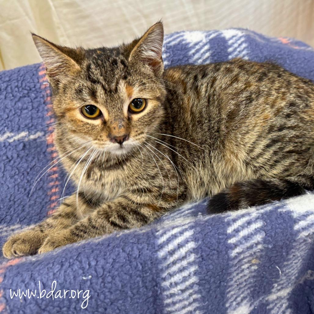 Enlarge Sarah, a Adoptable Domestic Short Hair in Cheyenne, WY image 2/2