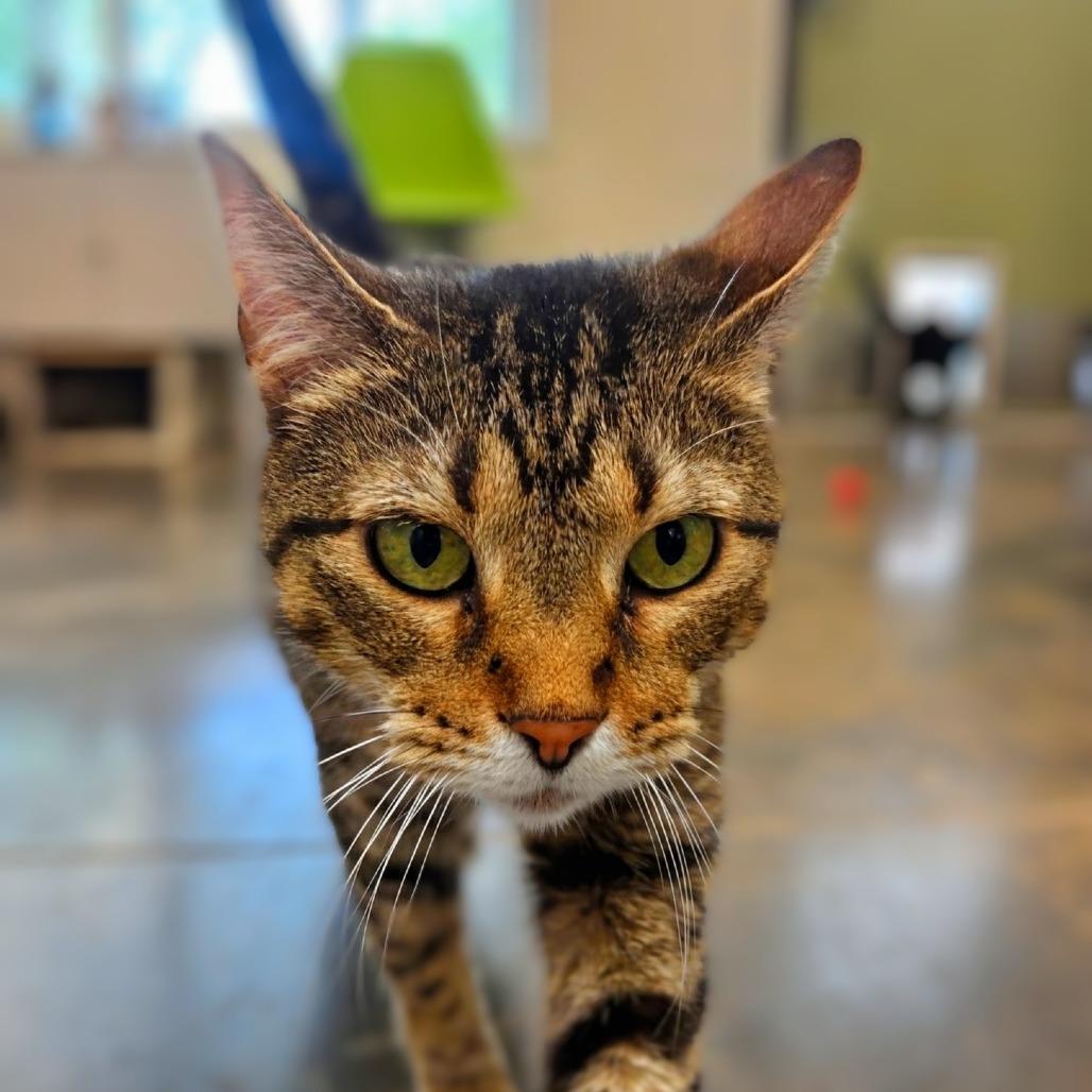 Holly Jolly, Adoptable, Senior Female Domestic Short Hair.