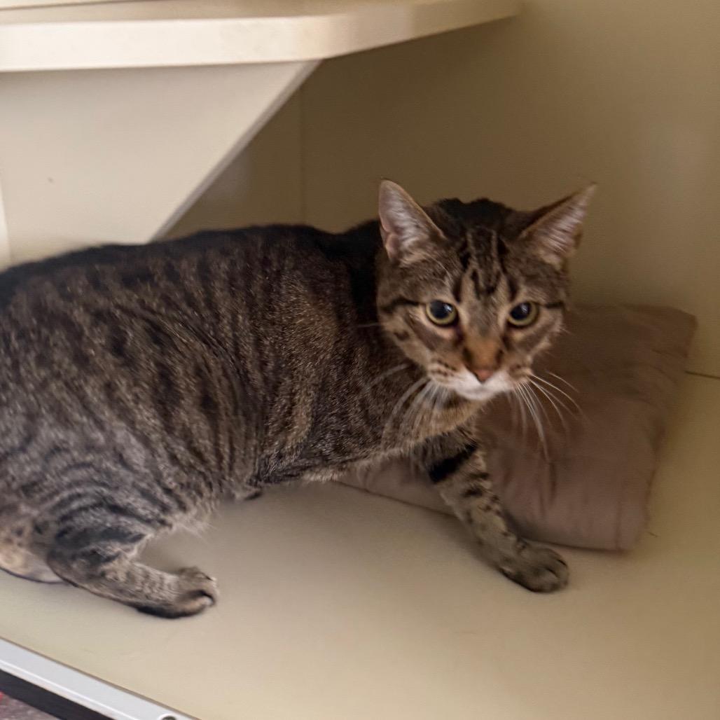 Holly Jolly, Adoptable, Senior Female Domestic Short Hair.