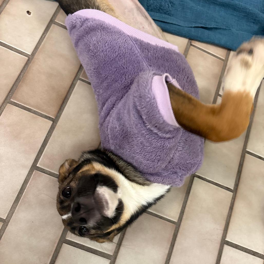 Harlow, Adoptable, Young Female Husky & Shepherd.