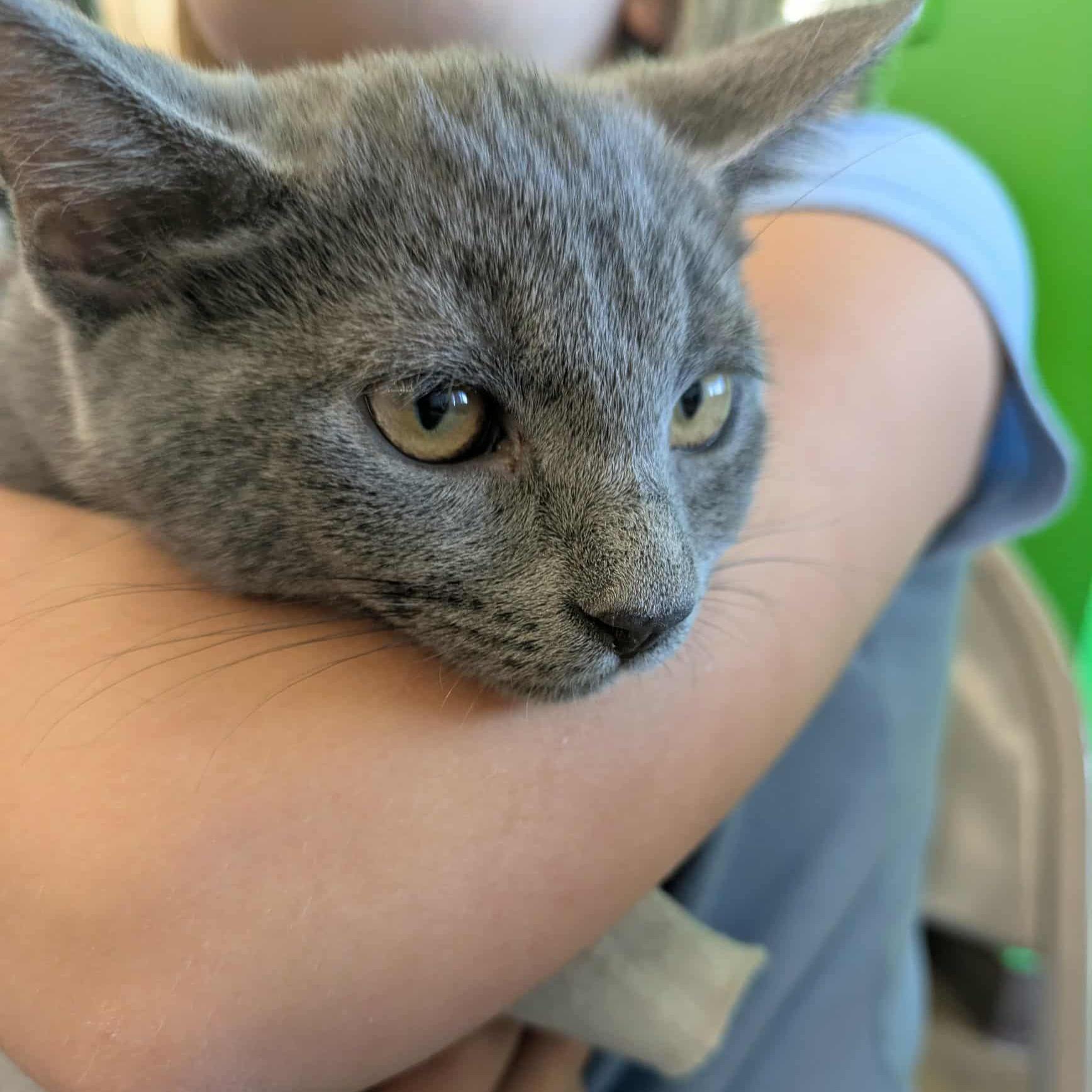 Autumn P. Squash, Adoptable, Kitten Female Domestic Short Hair.