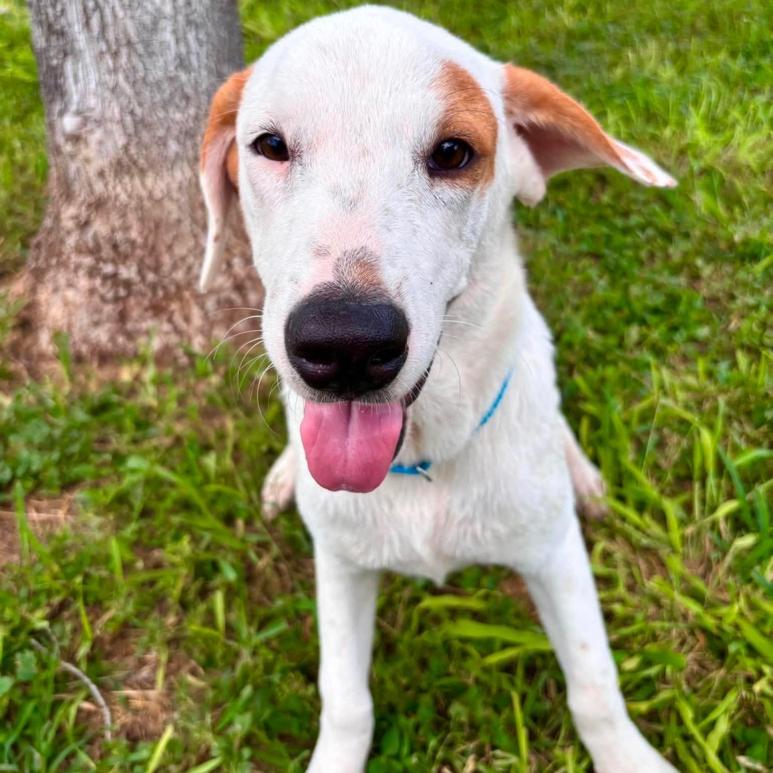 Enlarge Lars, a Adoptable mixed breed in Philadelphia, PA image 2/2