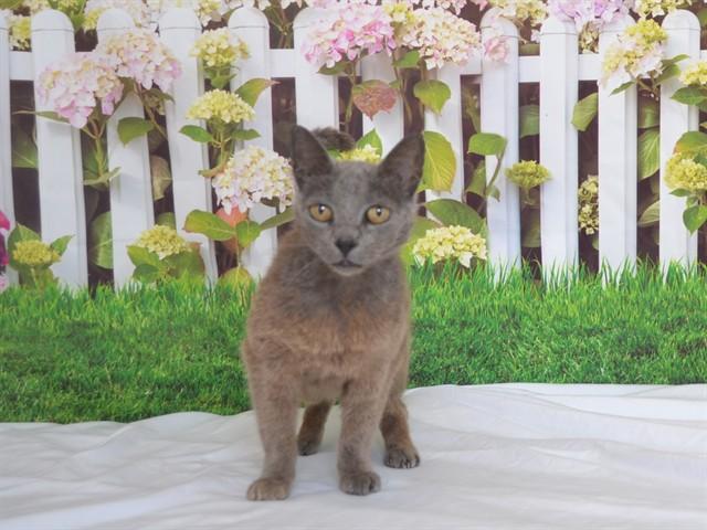 KIKI, Adoptable, Senior Female Domestic Short Hair & Domestic Short Hair.