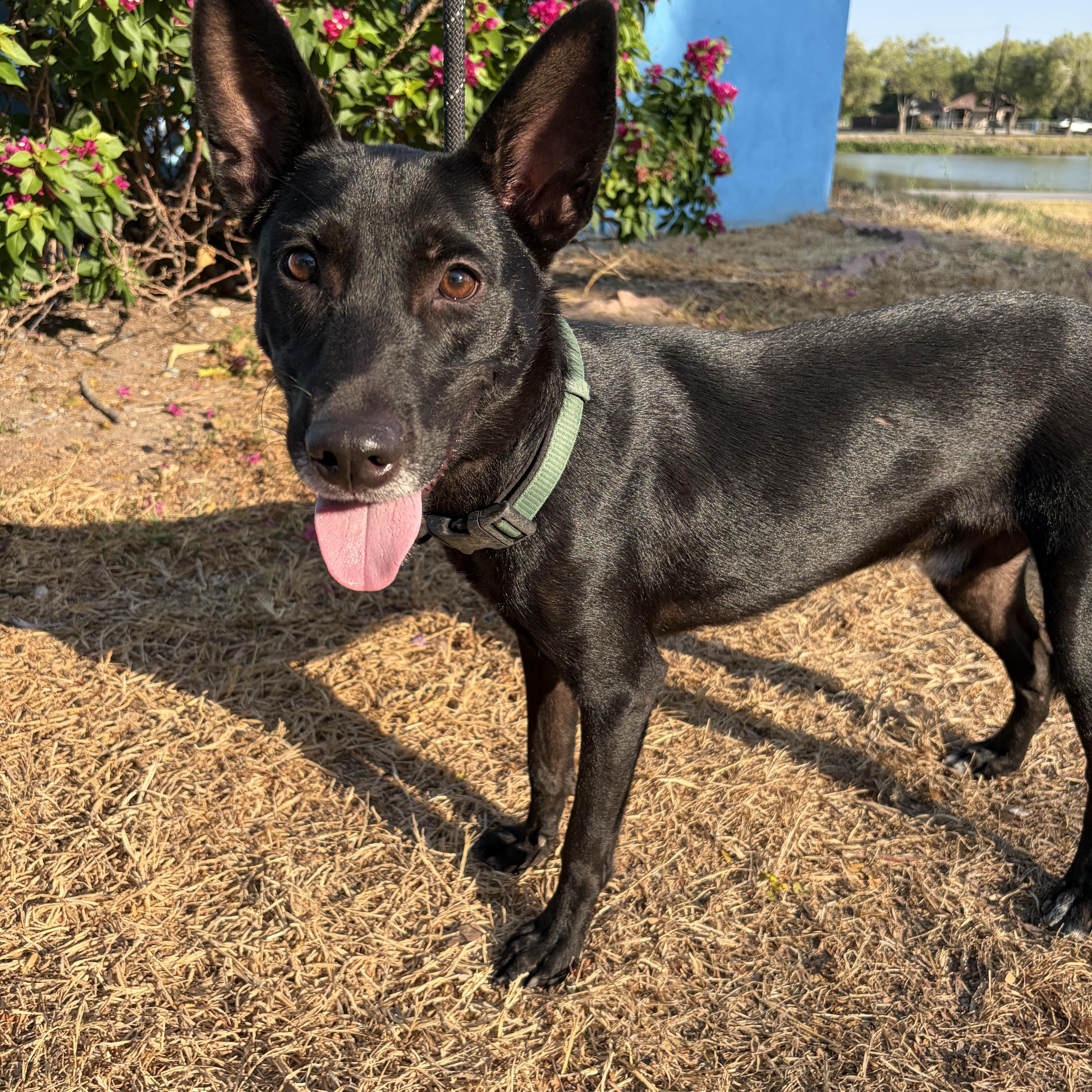 Enlarge Miles, a Adoptable mixed breed in Scarsdale, NY image 2/2