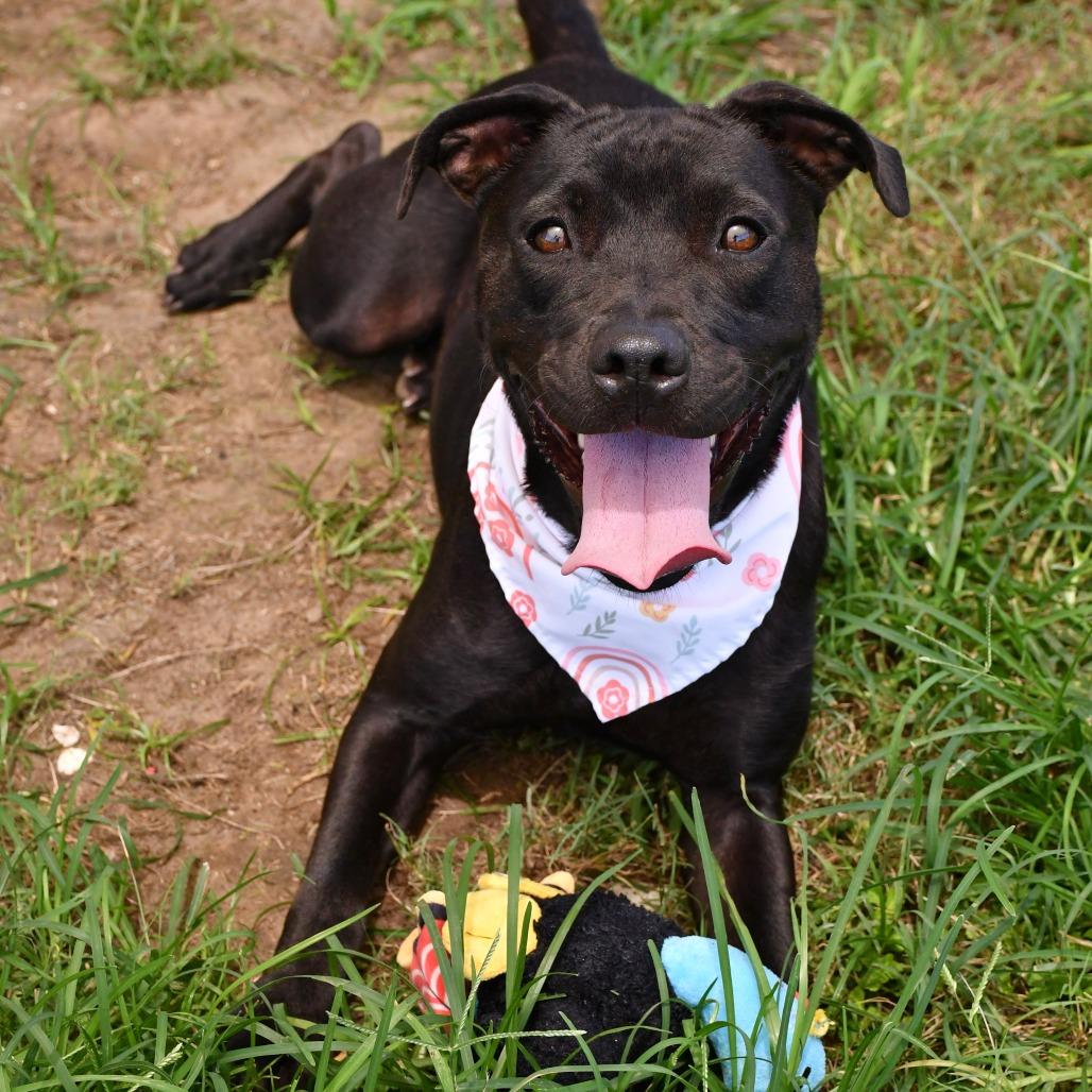 Margot, Adoptable, Adult Female Pit Bull Terrier.