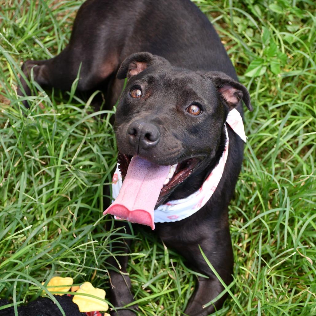 Enlarge Margot, a Adoptable Pit Bull Terrier in Beaumont, TX image 2/6