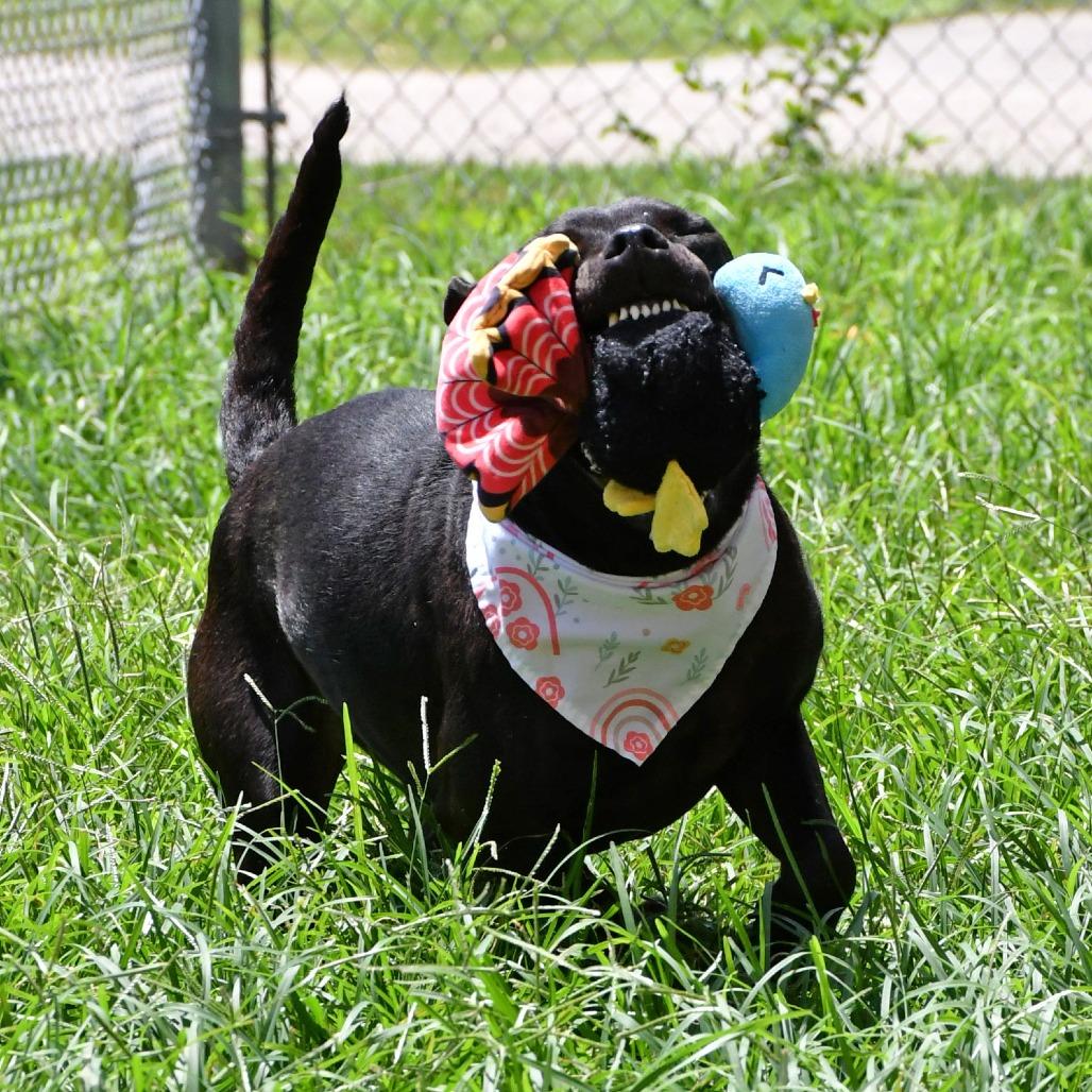 Enlarge Margot, a Adoptable Pit Bull Terrier in Beaumont, TX image 3/6
