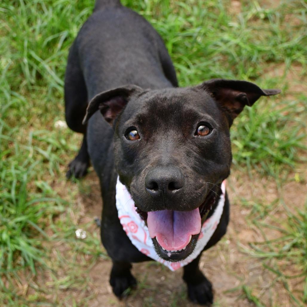Enlarge Margot, a Adoptable Pit Bull Terrier in Beaumont, TX image 4/6
