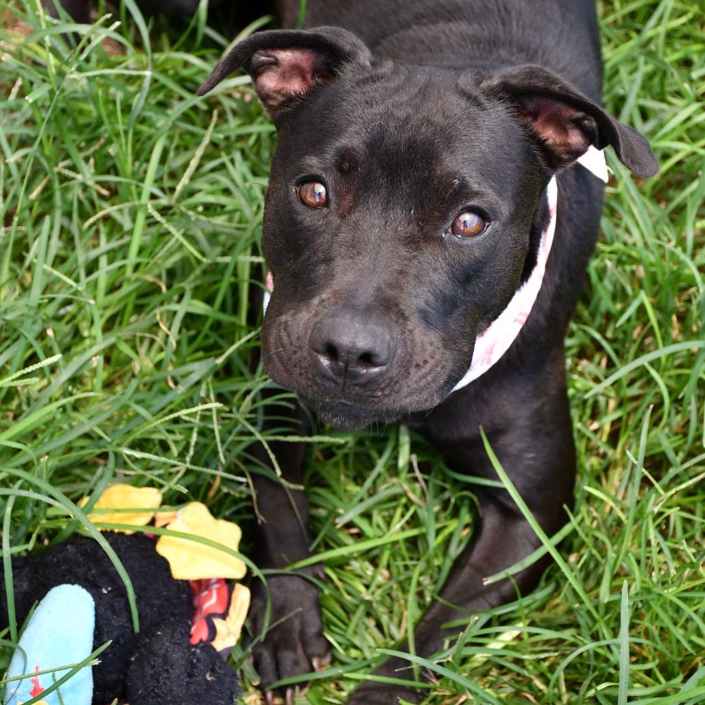 Enlarge Margot, a Adoptable Pit Bull Terrier in Beaumont, TX image 5/6