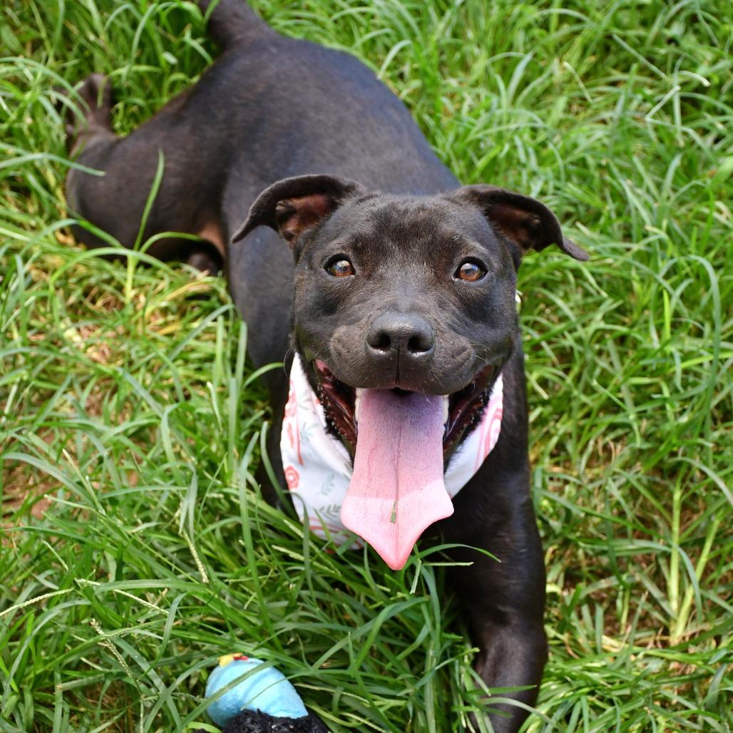 Enlarge Margot, a Adoptable Pit Bull Terrier in Beaumont, TX image 6/6