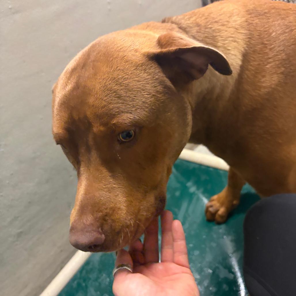 Enlarge Big Red KCAC #300.26, a Adoptable mixed breed in Kerrville, TX image 2/5