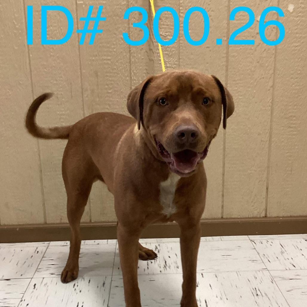 Enlarge Big Red KCAC #300.26, a Adoptable mixed breed in Kerrville, TX image 3/5