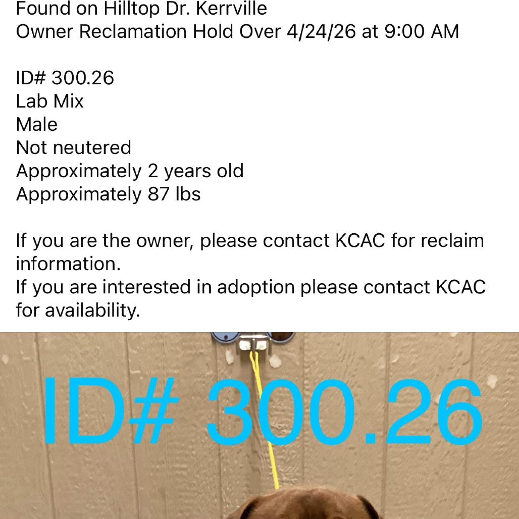 Enlarge Big Red KCAC #300.26, a Adoptable mixed breed in Kerrville, TX image 4/5
