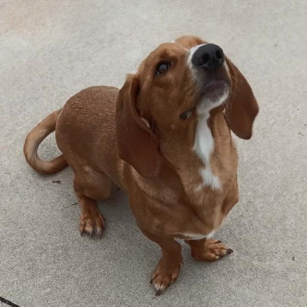 SCOOTER, Adoptable, Adult Male Basset Hound.