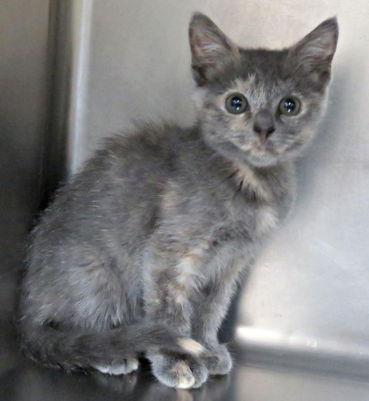 Enlarge Zenyatta, a Adoptable mixed breed in Lexington, VA image 1/2
