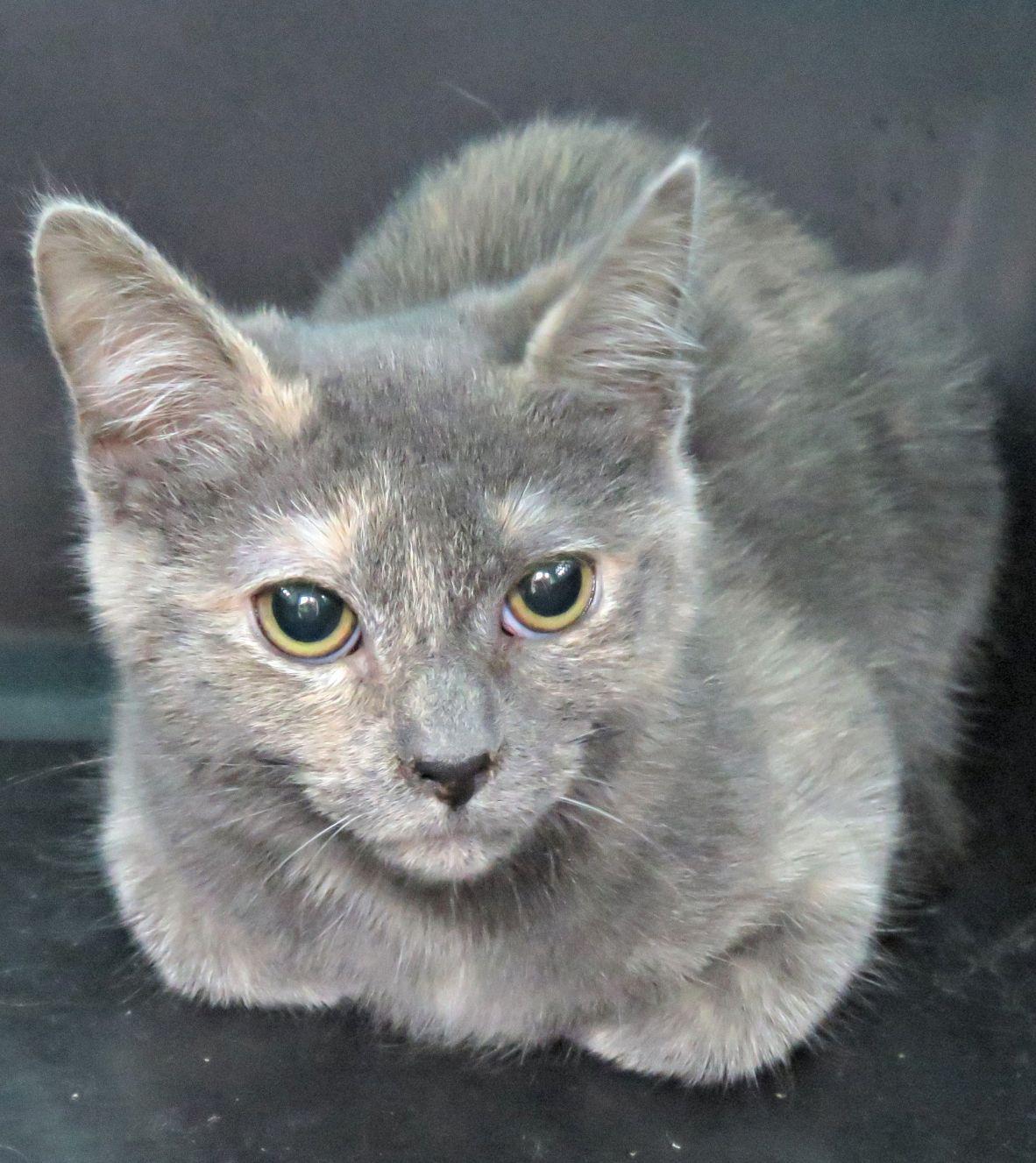 Enlarge Zenyatta, a Adoptable mixed breed in Lexington, VA image 2/2