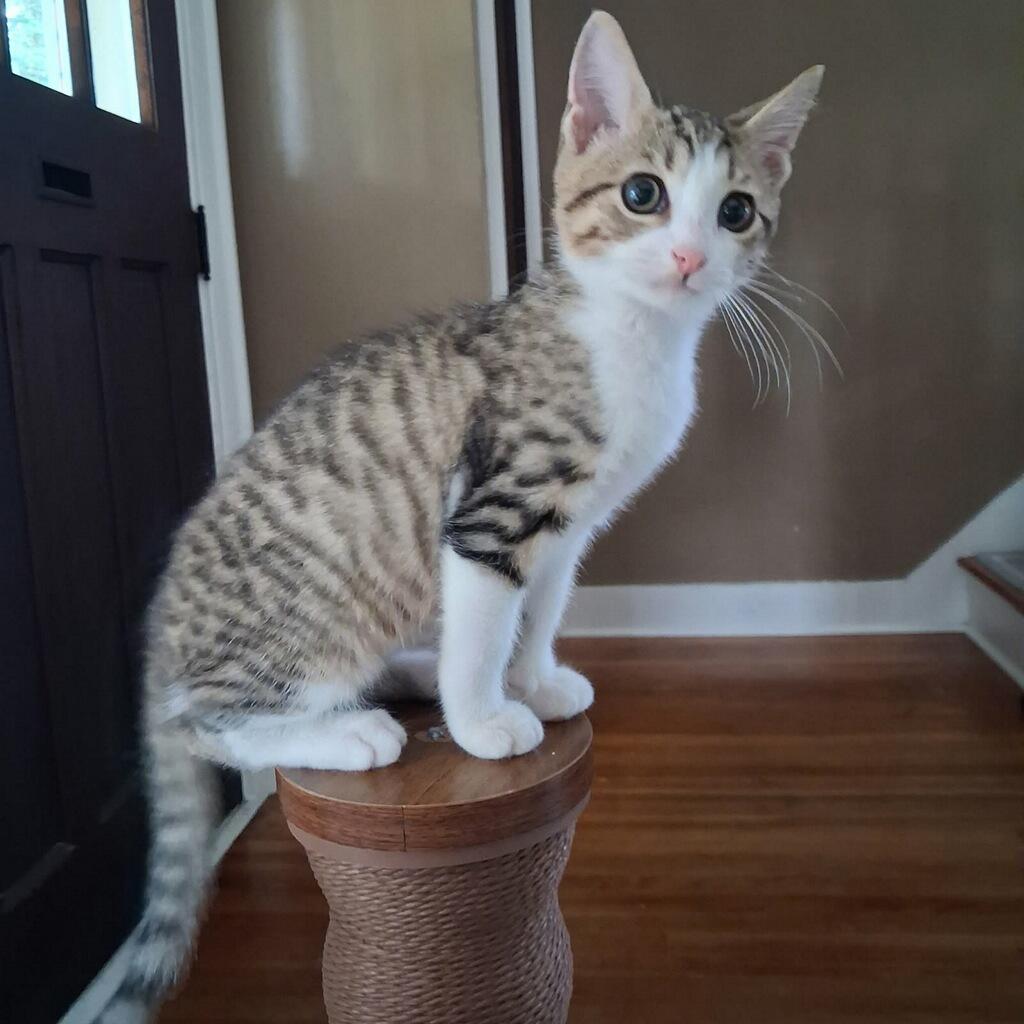 Enlarge Max, a Adoptable Domestic Short Hair in Pittsburgh, PA image 3/6