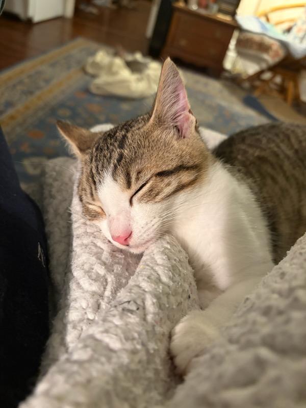 Enlarge Max, a Adoptable Domestic Short Hair in Pittsburgh, PA image 5/6