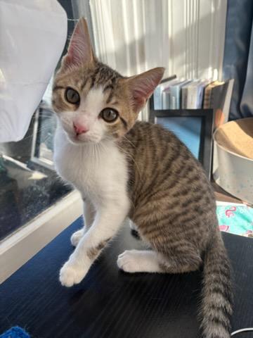 Enlarge Max, a Adoptable Domestic Short Hair in Pittsburgh, PA image 4/6