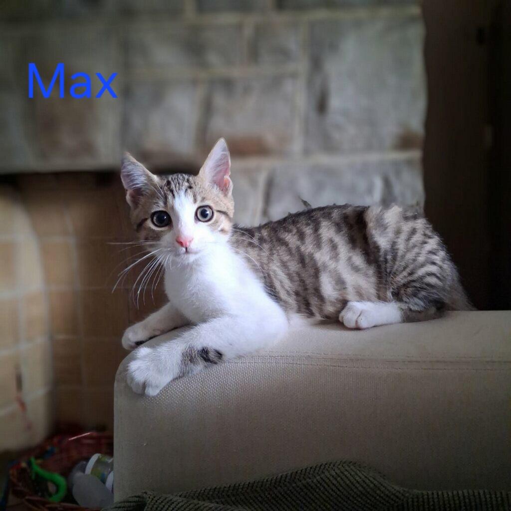 Max, Adoptable, Young Male Domestic Short Hair.
