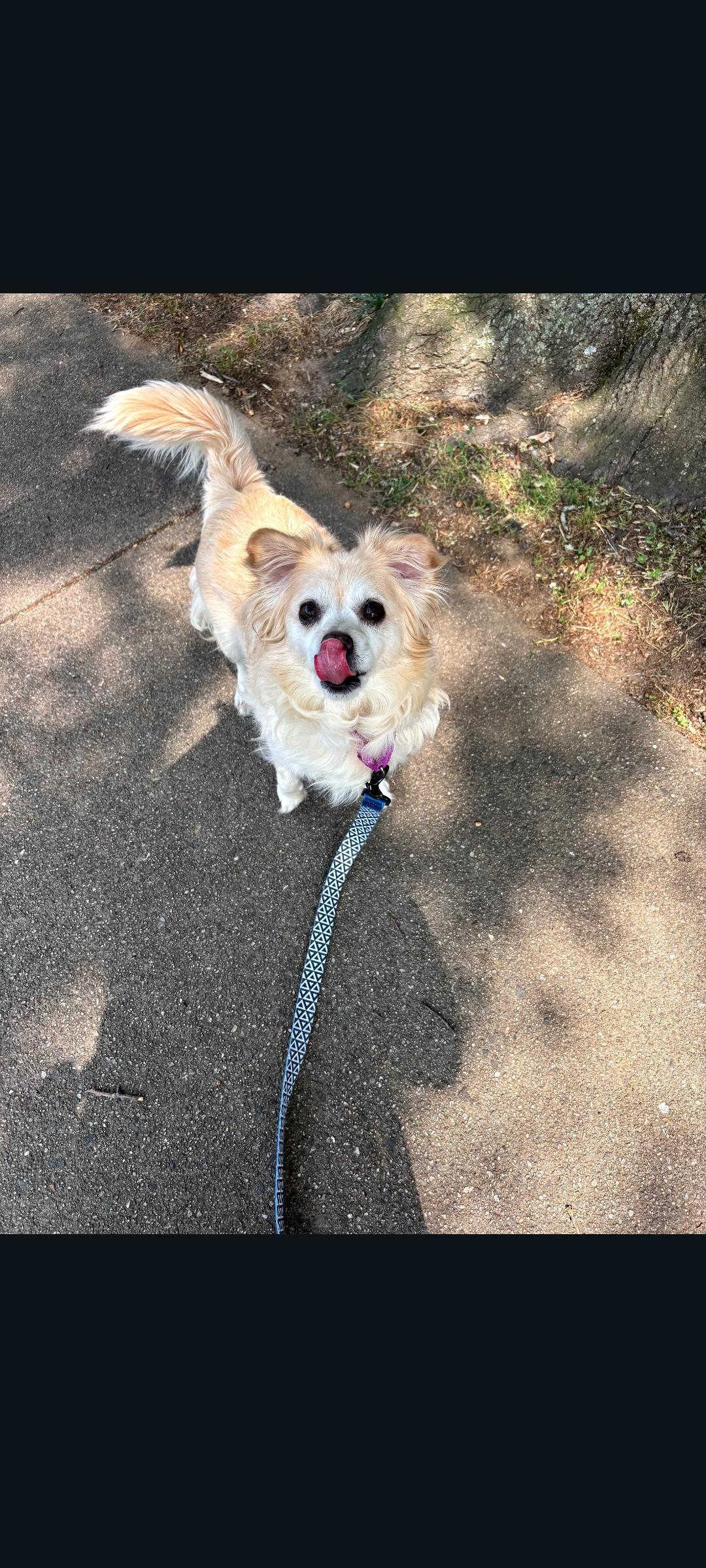 97 Rosie, ADOPTABLE, Adult Female Chihuahua.