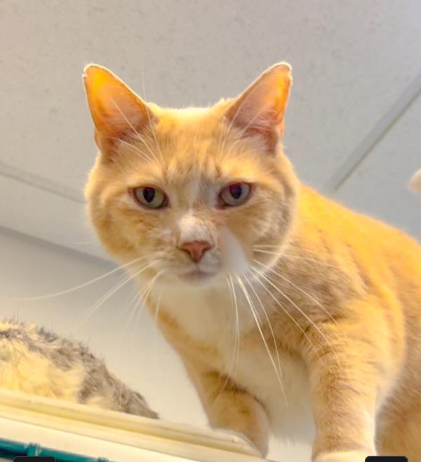 Enlarge Guapo, a Adoptable mixed breed in Columbus, OH image 1/1